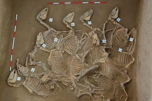 В Китае нашли кладбище лошадей бронзового века