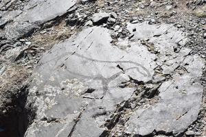 Ученые обнаружили древнейшие наскальные изображения на Алтае