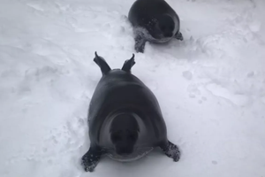Спасенные балтийские нерпы прогуливаются в снегу: очаровательное видео