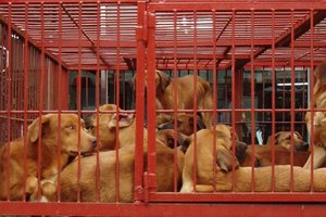 Фермеры пригрозили выпустить на улицы Сеула 2 миллиона собак в случае запрета есть собачье мясо