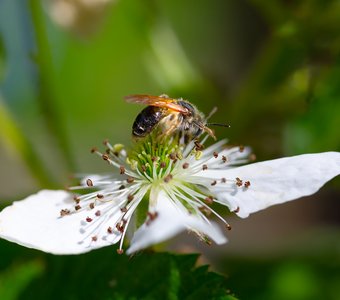 Пчёлка на цветке
