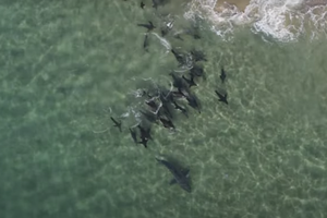 Тюлени прогнали прочь большую белую акулу: впечатляющее видео