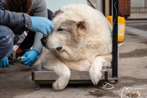 Бездомный пес с ожирением из Нижнего Новгорода уже сбросил 30 килограммов