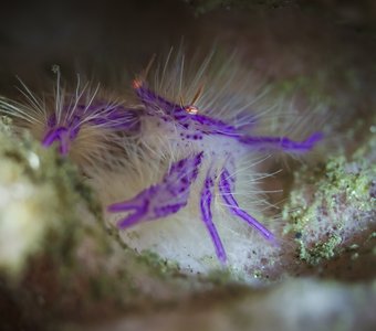 Hairy Squat Lobster (Lauriea siagiani)