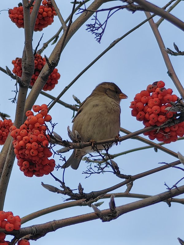 воробей сидит на ветке рябины крупным планом