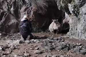 В Шотландии спасли самую одинокую овцу, два года жившую среди скал