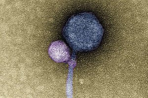 Учёные впервые увидели странное: вирус прицепился к другому вирусу