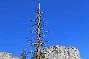 В горной Калифорнии появляются леса-зомби. Что происходит?