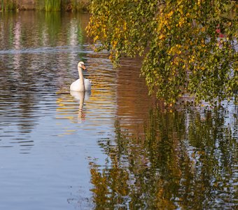Лебедь на осеннем озере