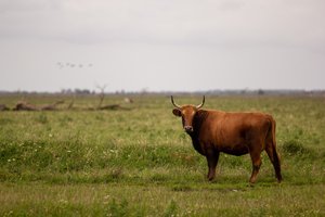 В Орле сотрудники ДПС устроили погоню за быком