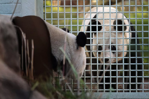 Единственных панд в Великобритании отозвали на родину: они вернулись в китайский заповедник