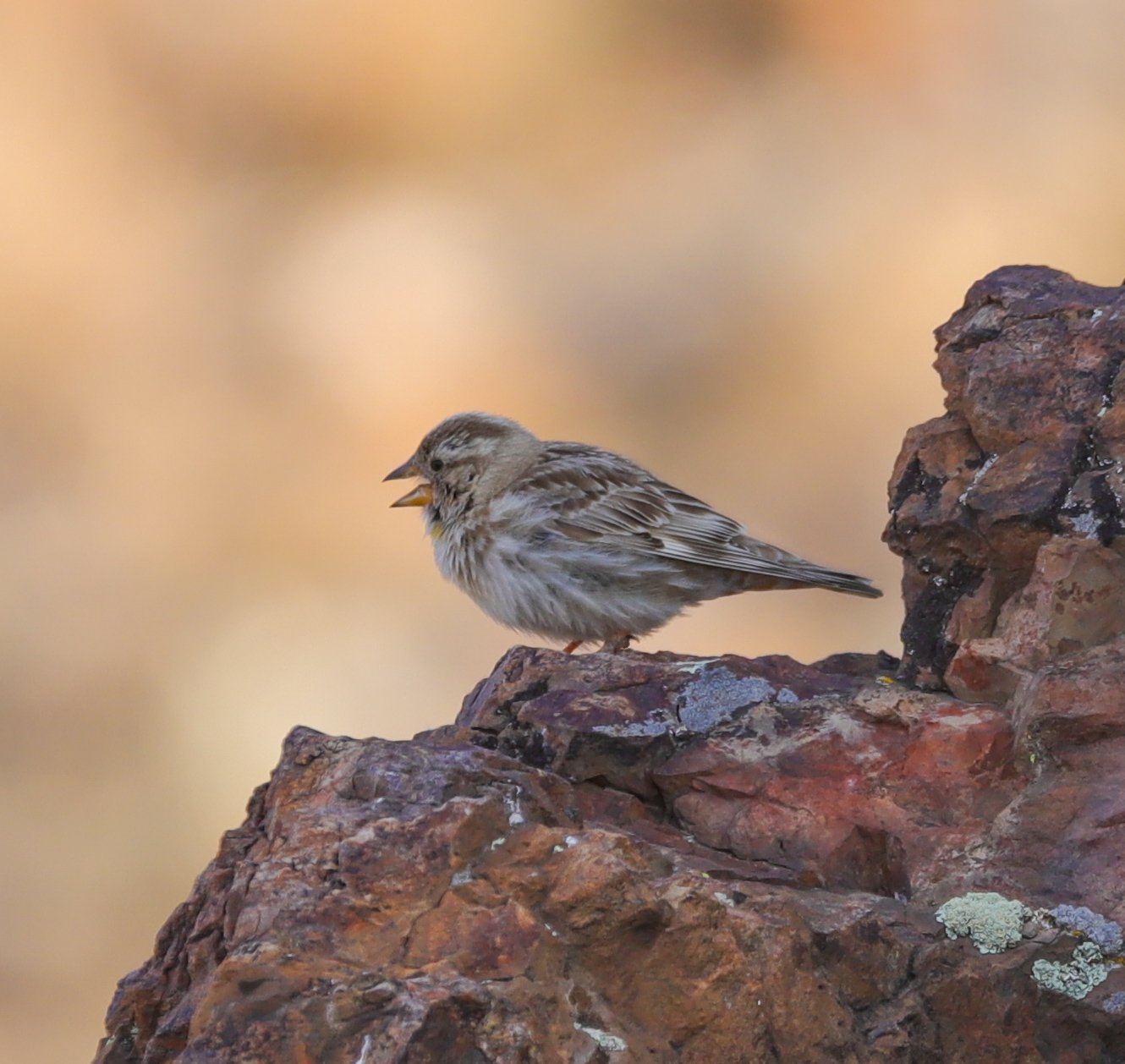 Каменный воробей