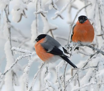 Морозное зимнее утро