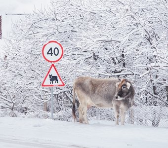 Мы, коровы, правила знаем!