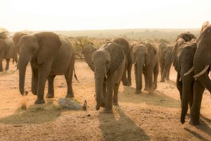 Ученые выяснили, откуда у слонов длинные хоботы