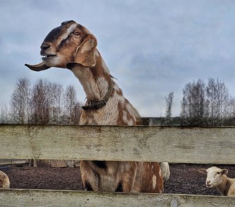 Коза нубийская. Нос «римский»