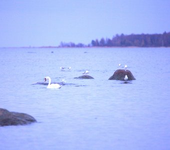 Лебедь на Финском заливе
