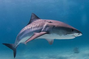 Американский дайвер уже 23 года дружит с тигровой акулой