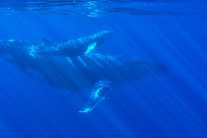 Ученые впервые смогли пообщаться с китами