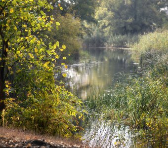 Осень ласкающее солнцем