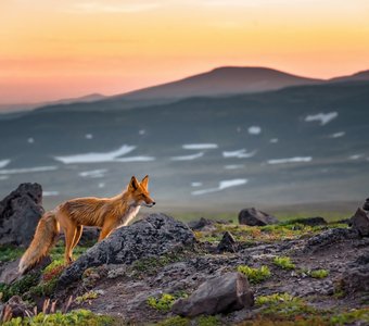 Камчатка. Июль 2023, лагерь рядом с Мутновским вулканом