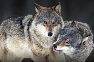 ЕС собирается понизить охранный статус волков и разрешить их отстрел