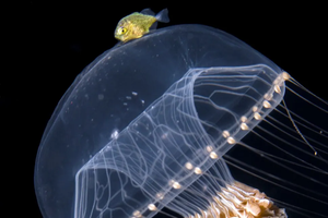 «Медуза-таксист» перевозит рыбку: удачное фото
