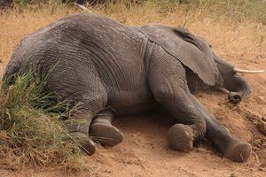 Более сотни слонов погибли в нацпарке Зимбабве из-за засухи