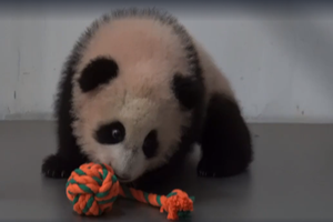 Маленькой панде в Московском зоопарке подарили первую игрушку