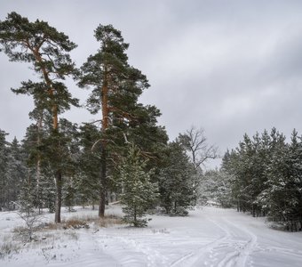 В поисках мишутки