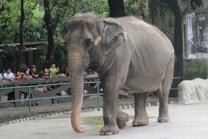 На Филиппинах умерла «самая грустная слониха в мире»