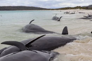 В Австралии 34 черных дельфина выбросились на берег