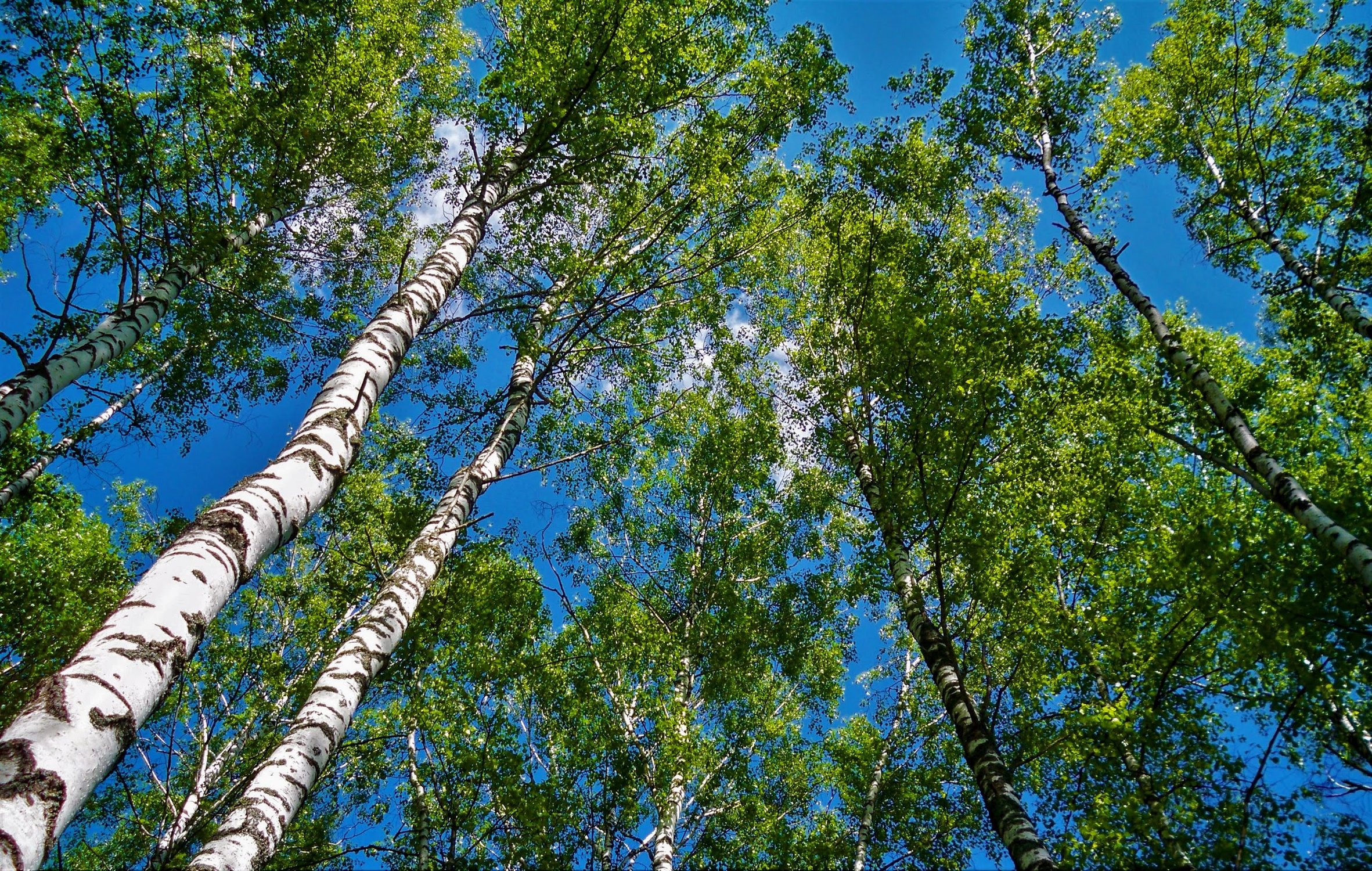 Вид снизу на кроны берёз в летнем лесу