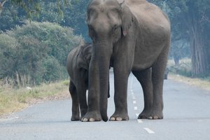 Слоны растоптали автомобиль в Малайзии – так они отомстили за слонёнка