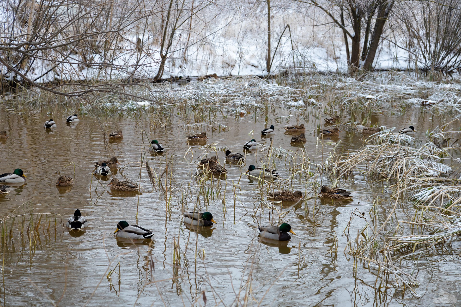 Утки на зимнем озере