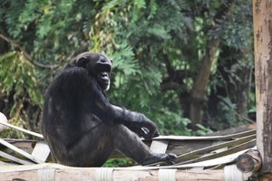 Уникальный случай: шимпанзе отобрал добычу у орла