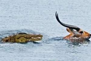 Антилопа пытается уплыть от крокодила в умопомрачительной гонке за выживание: видео
