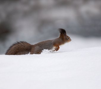 Плывущая по снегу