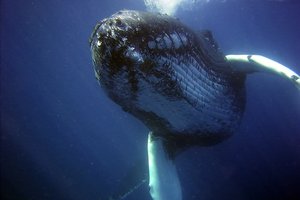 Как фекалии китов спасают океаны?