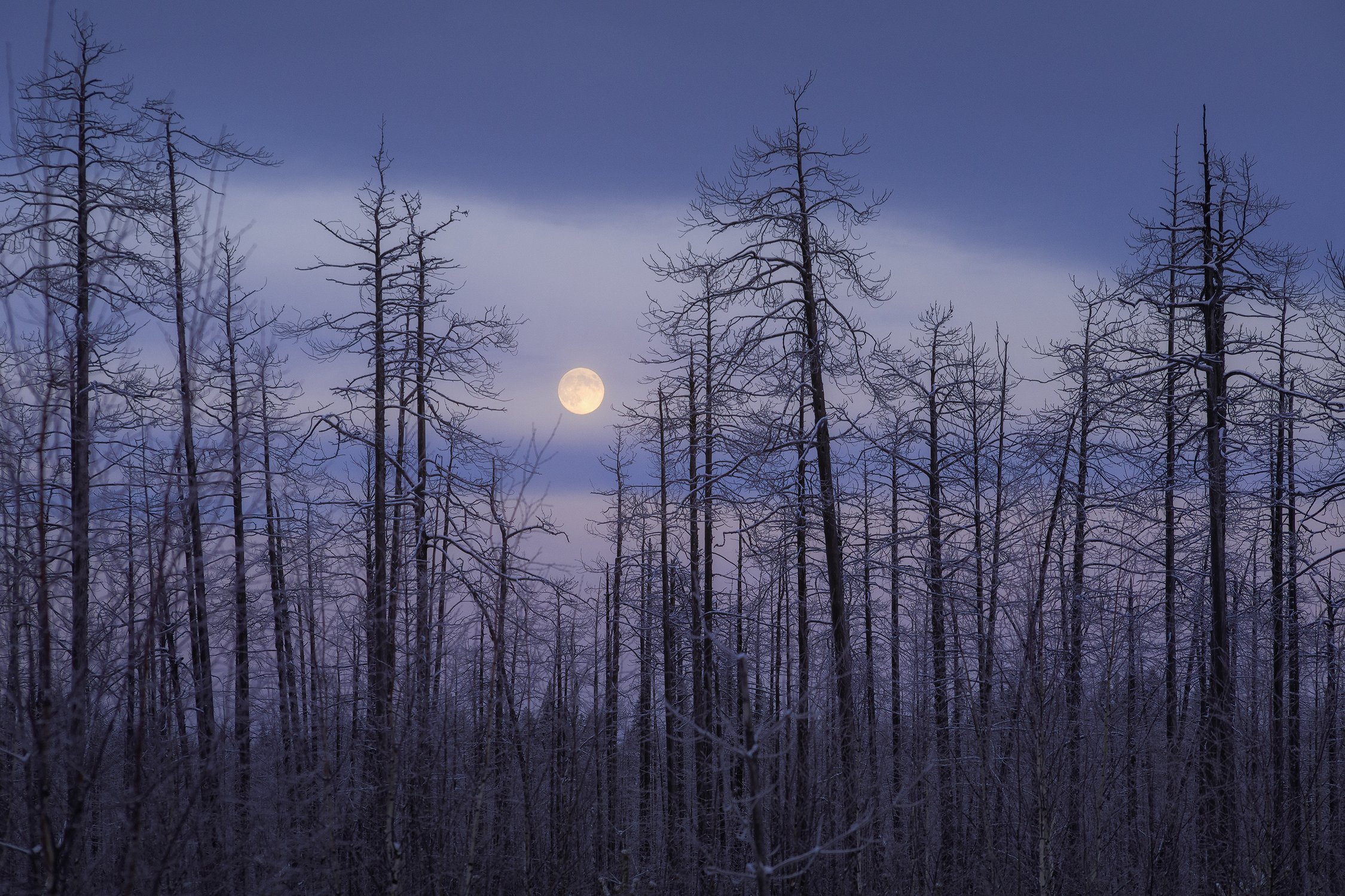 Мертвый лес и морозный вечер