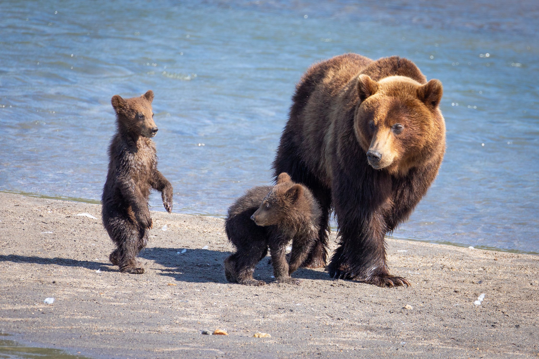 Медвежье семейство