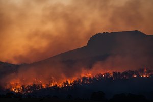 Ученые объяснили, почему лесные пожары случаются все чаще