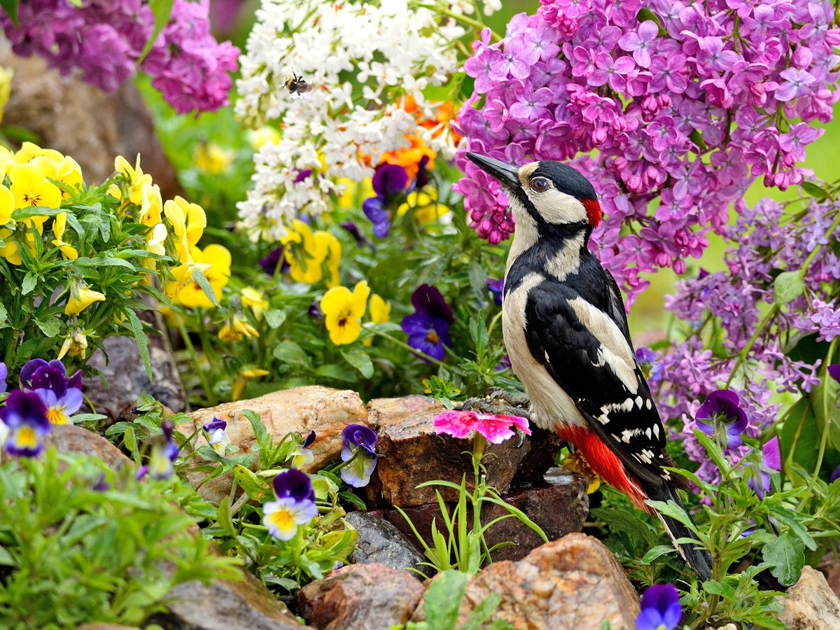 Весной пестрый. Пестрая Весенняя птица. Птички в весеннем саду. Vladilenoff фотоработы птицы.