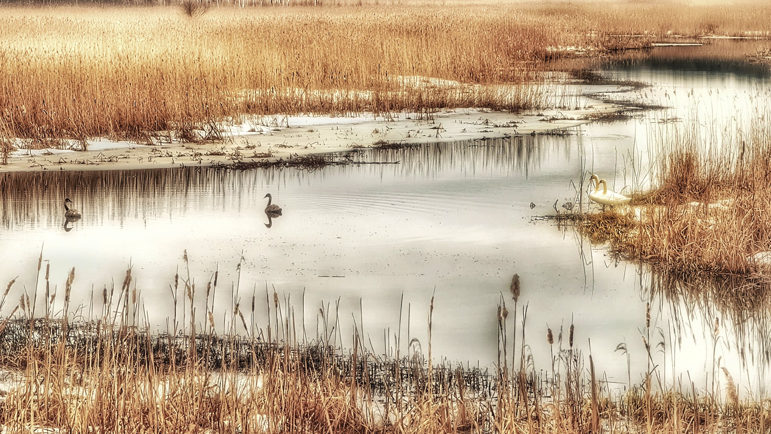 Лебединый февраль на речке Обдех. Псков