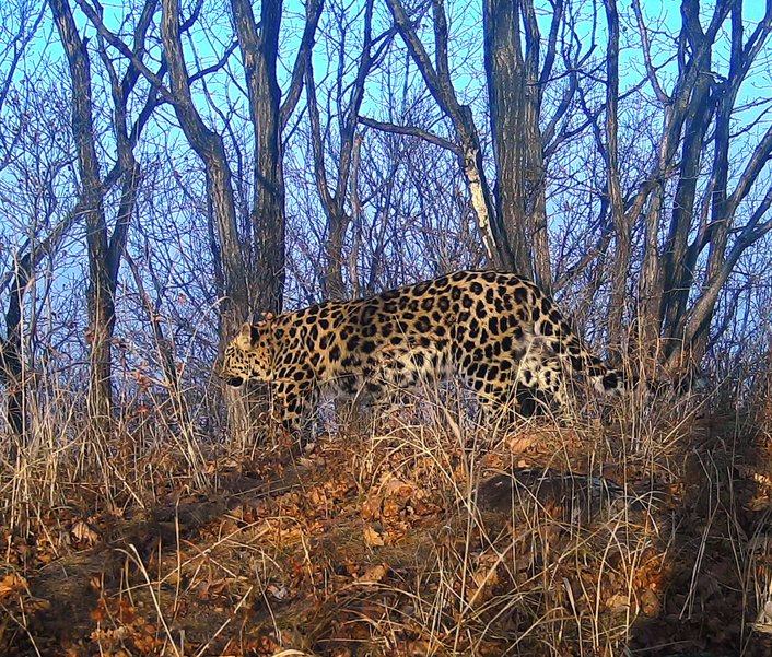 Фото: ФГБУ «Земля леопарда»