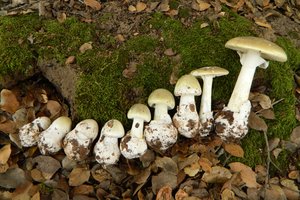 Самый смертоносный гриб в мире захватил Калифорнию армией клонов