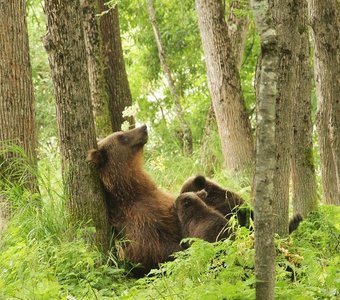 Мать кормит грудью медвежат.