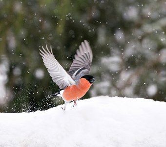 Красавец снегирь взлетает
