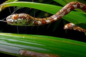 Змею в джунглях Панамы назвали в честь матери Леонардо Ди Каприо