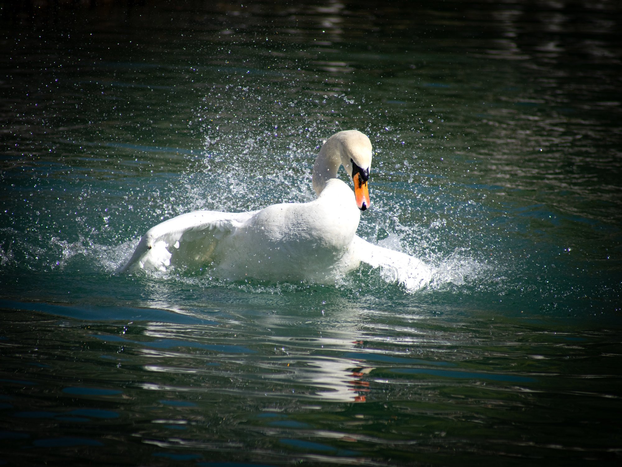 Грациозность
